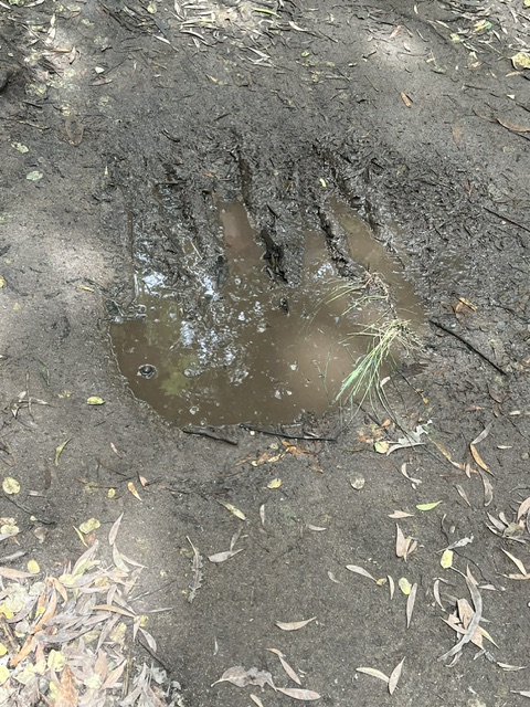Alleged Big Foot print seen along the Camino? Provided by Prof. R. Cardin